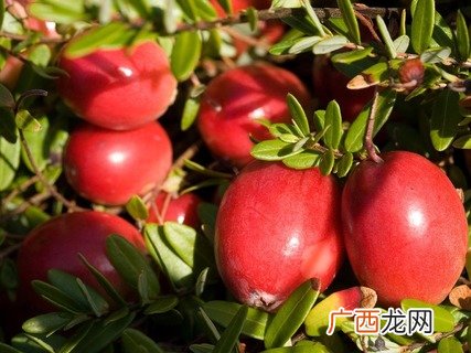 Swisse真假辨别swisse保健品怎么吃
