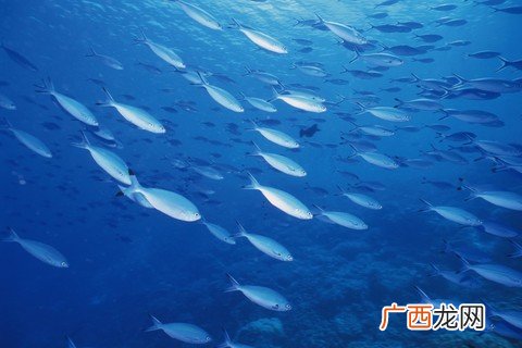 Swisse真假辨别swisse保健品怎么吃