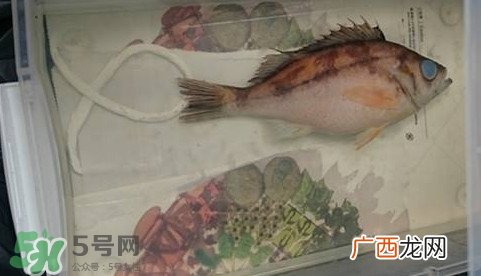 福尔马林是什么？福尔马林是甲醛吗
