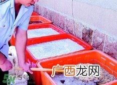 福尔马林对人体有什么伤害？如何去除食物中的福尔马林