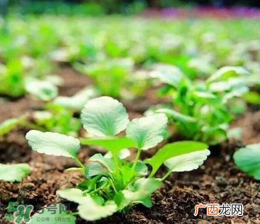 可轻减肥胶囊有效果吗?可轻减肥胶囊怎么样?