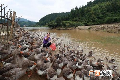 人工养殖天鹅出售