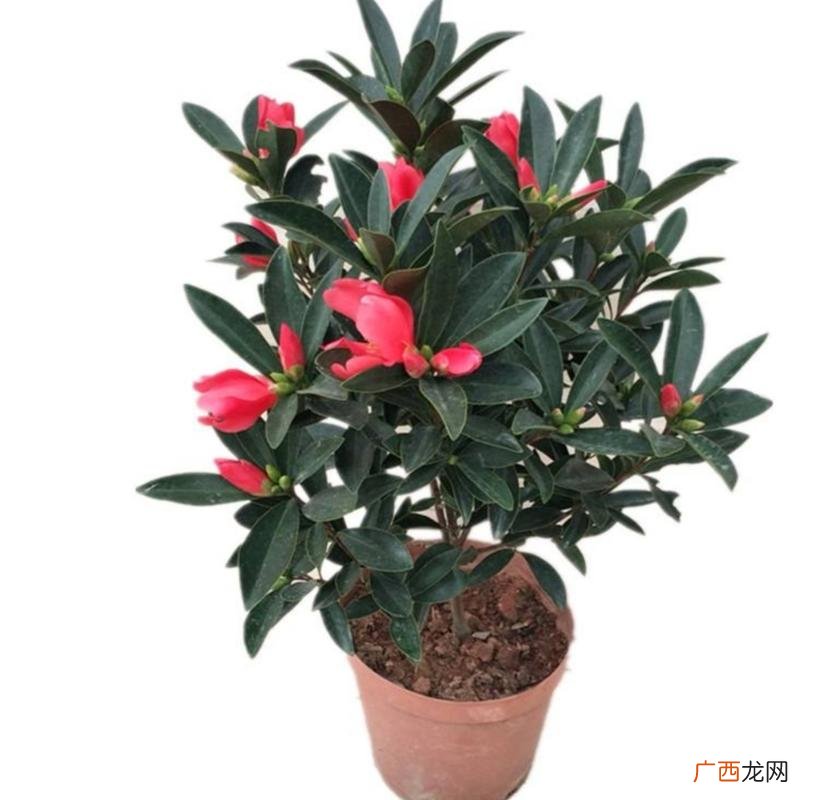 家里为什么不能养茶花 如何养殖红山茶花
