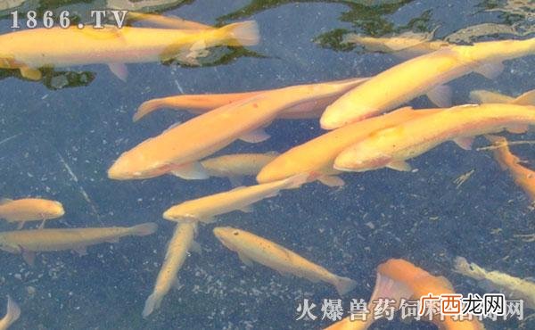 虹鳟鱼的鱼籽怎么吃 山区虹鳟鱼养殖