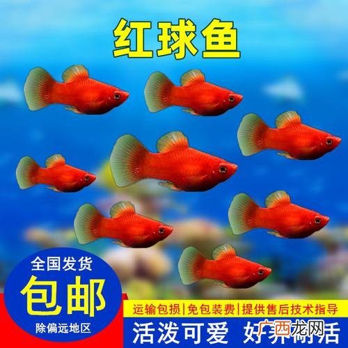 自然繁殖最快的冷水鱼 山区冷水鱼养殖