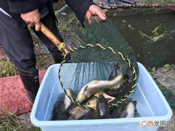 自然繁殖最快的冷水鱼 山区冷水鱼养殖