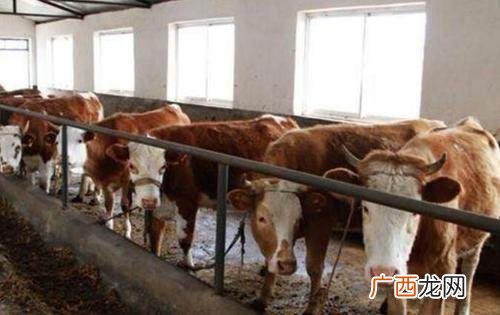 肉牛哪个品种好养长得快 什么牛适合放牧养殖