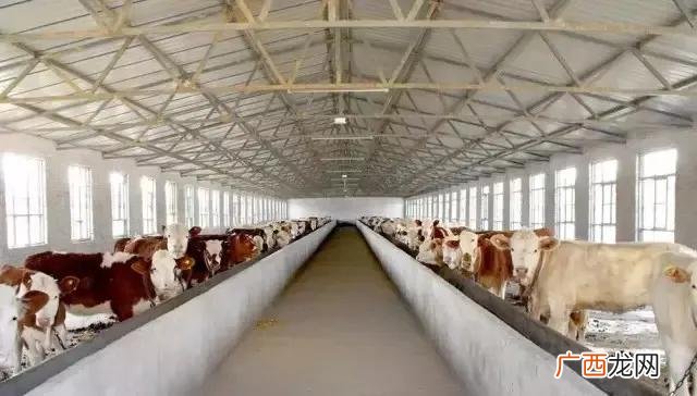 肉牛哪个品种好养长得快 什么牛适合放牧养殖