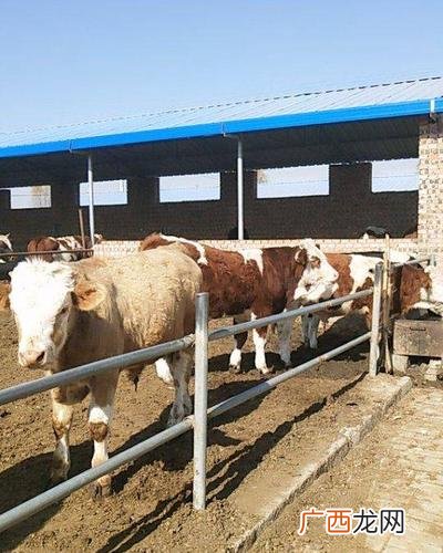 肉牛哪个品种好养长得快 什么牛适合放牧养殖