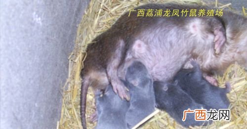 现在竹鼠还能养吗 什么竹鼠最贵又好养殖