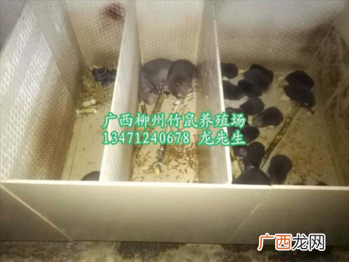 现在竹鼠还能养吗 什么竹鼠最贵又好养殖