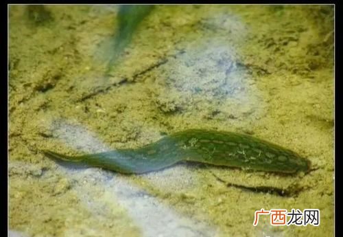 水产养殖解毒用什么好 水产养殖解毒剂