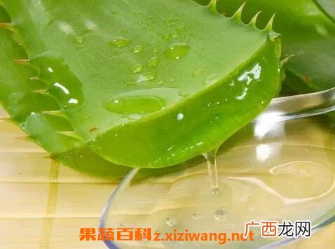 芦荟胶的功效与作用 芦荟胶的药用价值