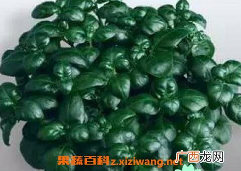 黑珍珠花怎么养 黑珍珠花的养殖方法