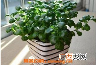 黑珍珠花怎么养 黑珍珠花的养殖方法