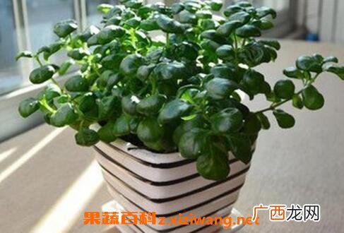 黑珍珠花怎么养 黑珍珠花的养殖方法
