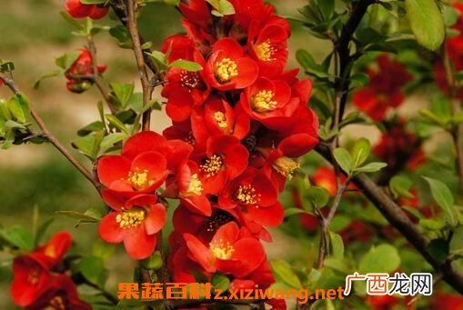 帖梗海棠的功效和药用价值