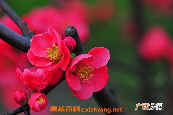 帖梗海棠的功效和药用价值