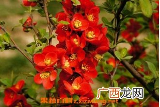 帖梗海棠的功效和药用价值