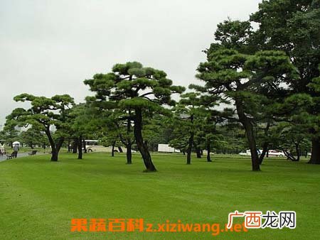罗汉松有营养价值吗 罗汉松的功效与营养价值介绍