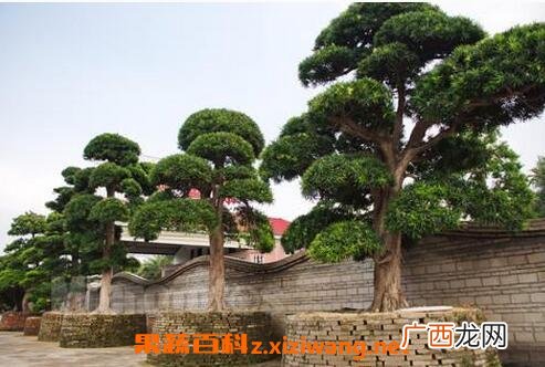 罗汉松有营养价值吗 罗汉松的功效与营养价值介绍