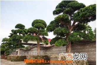 罗汉松有营养价值吗 罗汉松的功效与营养价值介绍