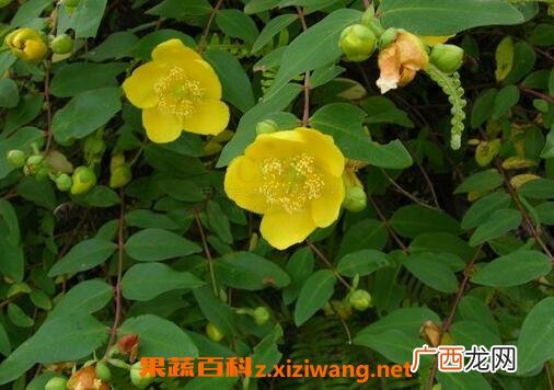 金丝梅的药用价值与常见用法