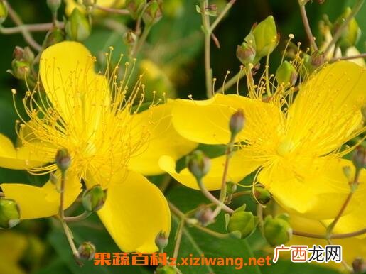 金丝梅的药用价值与常见用法