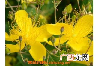 金丝梅的药用价值与常见用法