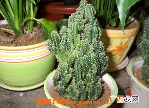 种植万重山有什么好处