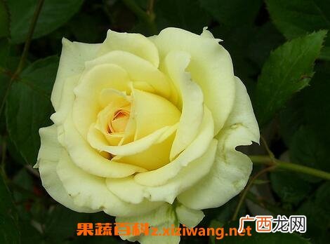 月季花病虫害有哪些 月季常见病虫害防治