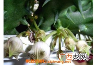 龙角花的功效与作用