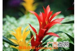 五彩红星的栽培方法和注意事项