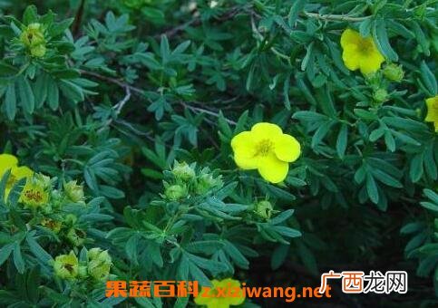 金露梅的功效与作用及常见用法