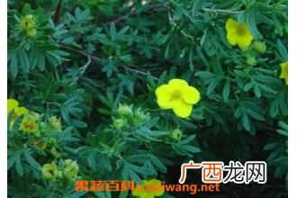 金露梅的功效与作用及常见用法