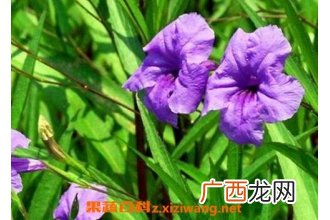 翠芦莉的功效与药用价值