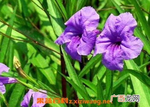 翠芦莉的功效与药用价值