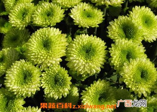绿菊花的功效与禁忌