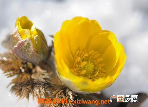 福寿草的功效与作用及药用价值
