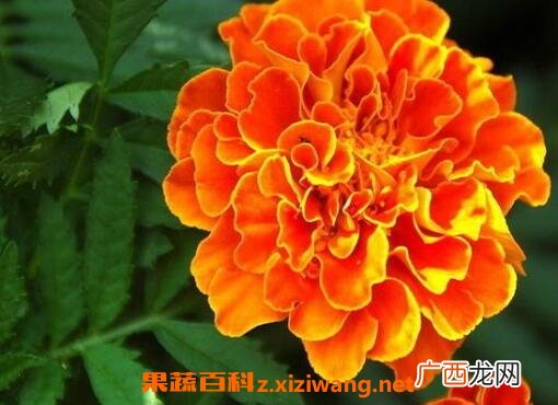 高粱菊花有什么药用价值