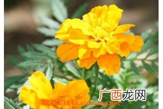 高粱菊花有什么药用价值