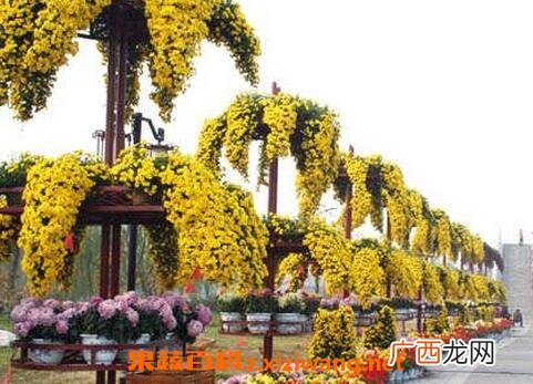 悬崖菊的作用与药用价值