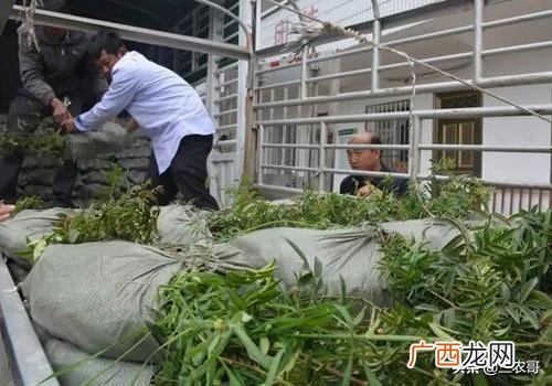没人注意的暴利行业,东北乡镇适合做什么生意