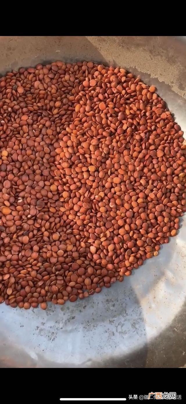 六月份能种什么农作物 六七月份适合种植的药材