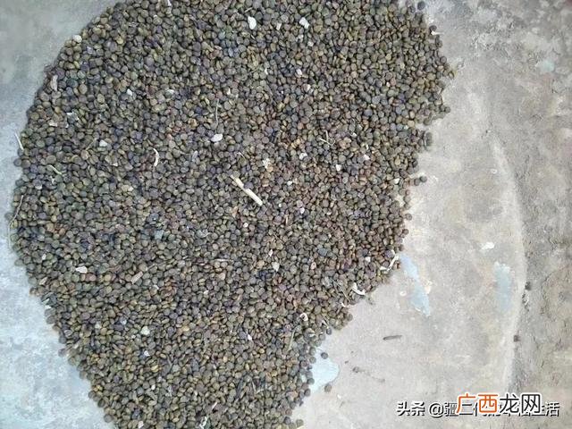 六月份能种什么农作物 六七月份适合种植的药材