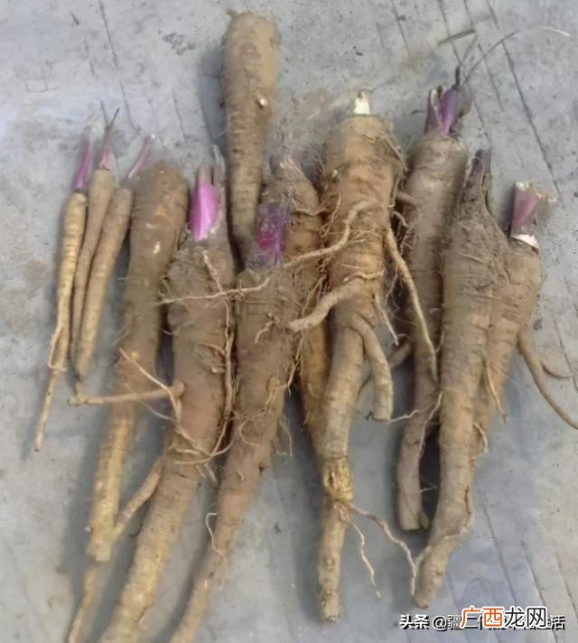 六月份能种什么农作物 六七月份适合种植的药材