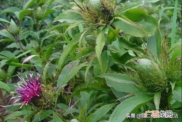 六月份能种什么农作物 六七月份适合种植的药材