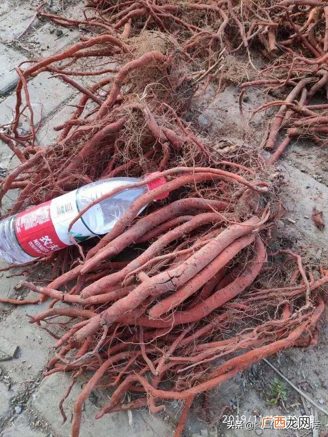 六月份能种什么农作物 六七月份适合种植的药材