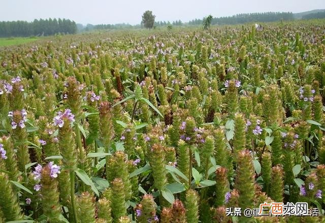 六月份能种什么农作物 六七月份适合种植的药材