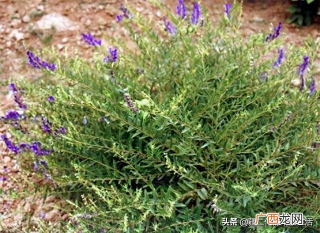 六月份能种什么农作物 六七月份适合种植的药材